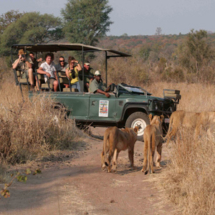vic falls lion small